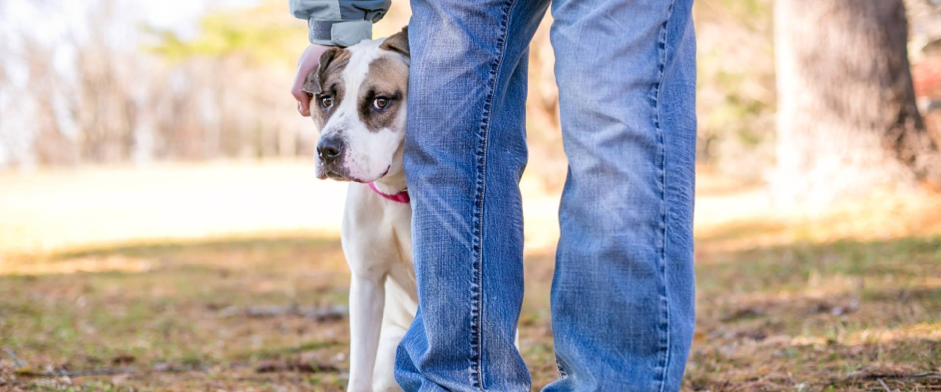 Do anxiety vests work hotsell for dogs